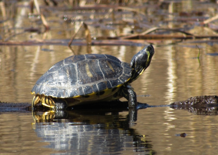 Yellowbelly Turtle